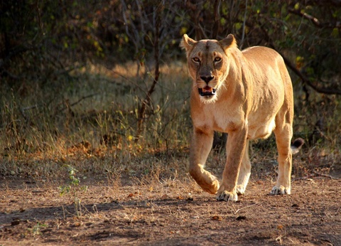 Circuit Le Kenya Autrement et safaris - 3