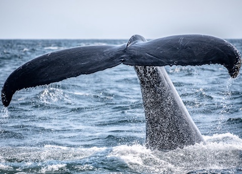 Circuit Grand Tour d'Islande - 9