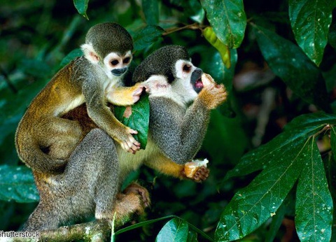 2026 - Circuit Pérou, Essentiel du Pérou extension Amazonie - 20 personnes maximum - 4