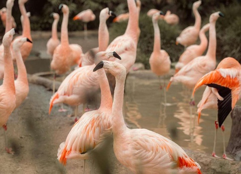 Aventurez-vous au ZooSafari de Thoiry le temps d'un week-end - 4* - 18