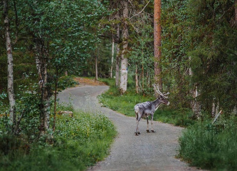 Séjour Multi-Activités à Savukoski - 2