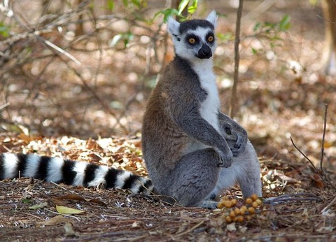 Circuit Splendeurs de Madagascar - 16