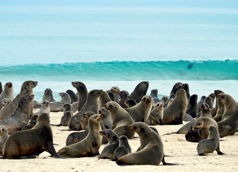 Road Trip Dunes et désert namibiens - 12