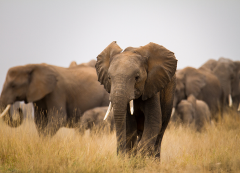 Circuit Safaris de Légende - 30