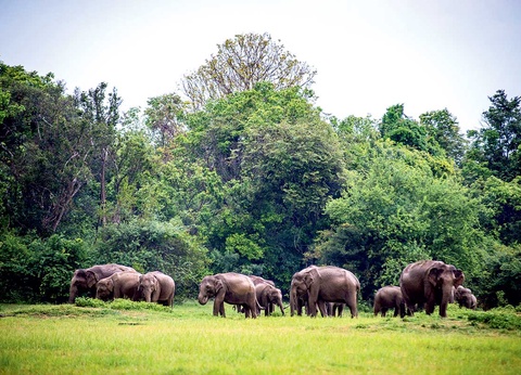 Circuit Majestueuse île de Ceylan et Jaffna - 15