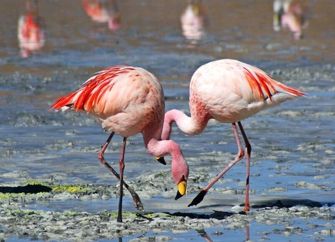 Circuit Découverte de la Bolivie, La Perle des Andes - 7