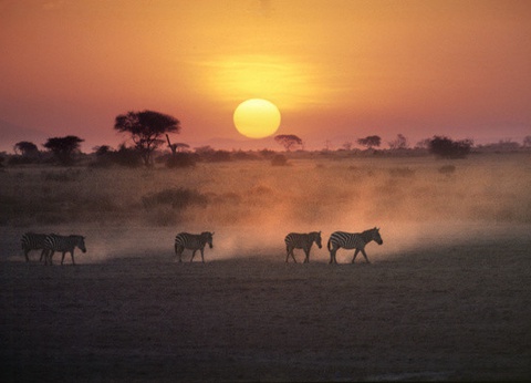 Circuit Safari au coeur des grands parcs du Kenya - 24