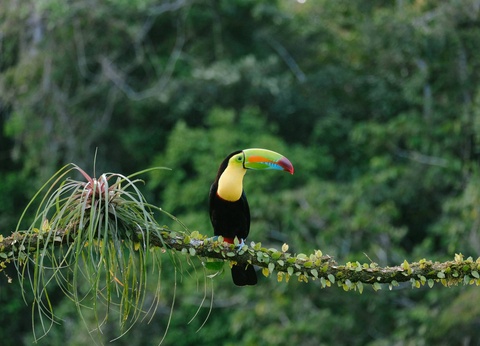 Autotour Entre volcans et forêts, l'âme du Costa Rica - 7