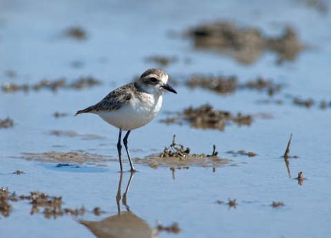 Circuit Sénégal, entre savane et plage du Framissima Palm Beach **** - 4