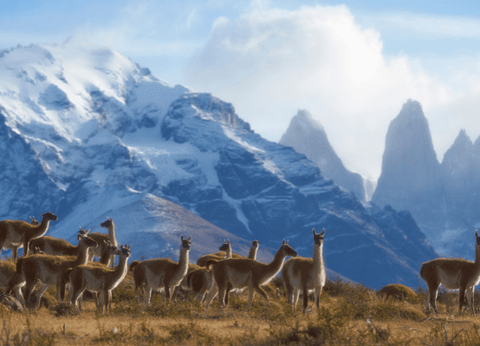 Circuit Contrastes Chiliens : Patagonie, Atacama et Île de Pâques - 21