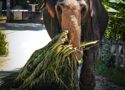 Circuit Evasion au Sri Lanka - 35