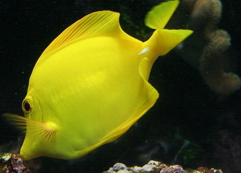 Camping De La Plage à Benodet, 4* - 65