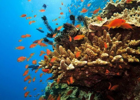 Mosaïque australienne - 17