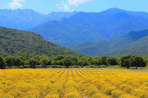Séjour La Corse Orientale à Ghisonaccia - 4
