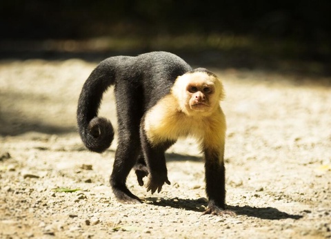 Circuit entre Jungles et Forêts du Costa Rica + extension Playa Samara - 11