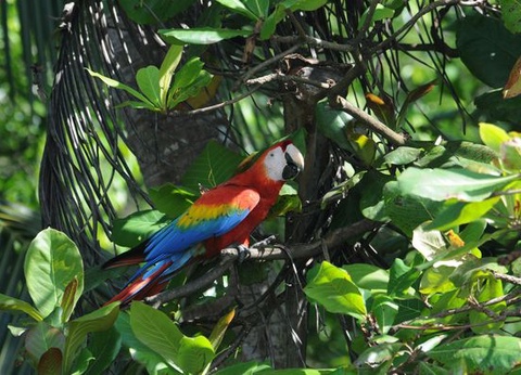 Circuit Explorations du Costa Rica et Extension Playa Tambor - 8