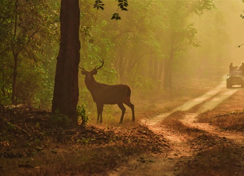Circuit L'appel de la jungle : sur les traces du tigre du Bengale **** - 7