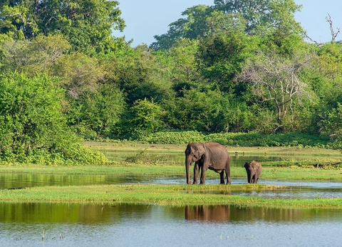 Circuit Merveilles de Ceylan 3*/4* - 13