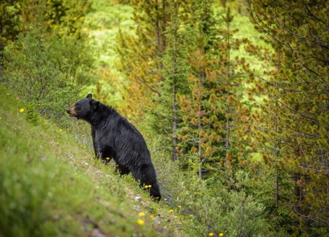 Circuit Est Canadien et Charmes de la Gaspésie - 6