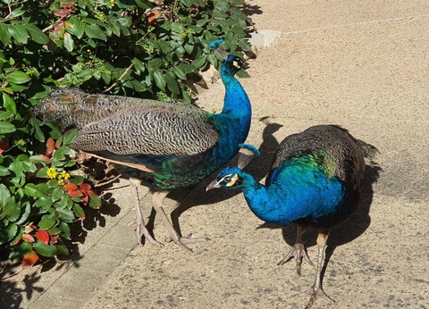 Camping Moulin de David 4* - 65