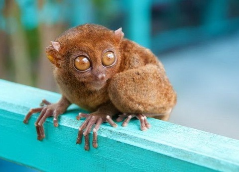 COULEURS PHILIPPINES EXTENSION VISAYAS - 10