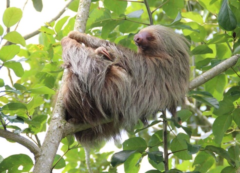 Circuit entre Jungles et Forêts du Costa Rica + extension Playa Samara - 28