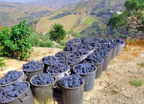 Circuit Couleurs et douceurs du Portugal - 16