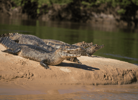 Circuit Baianas et Cariocas, Trésors du Brésil et Plaines du Pantanal - 25