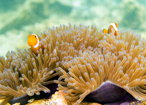 Combiné De Kuala aux sables de Perhentian 3* - 9