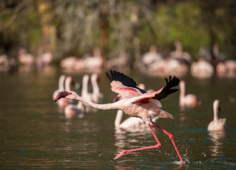 Circuit Lumières de la Savane Africaine - 8