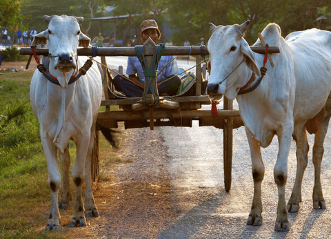Circuit Lotus du Cambodge et plage à Koh Rong Sanloem 4* - 24