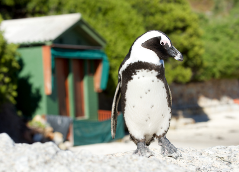 Circuit Du Parc Kruger au Cap de Bonne Espérance - 30