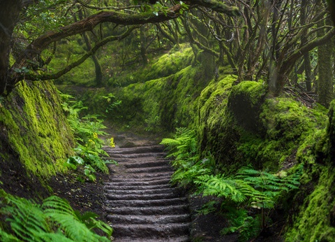 Circuit Randonnée entre océan et Teide, logement au Club Jumbo Bluesea Puerto Resort 3* - 11