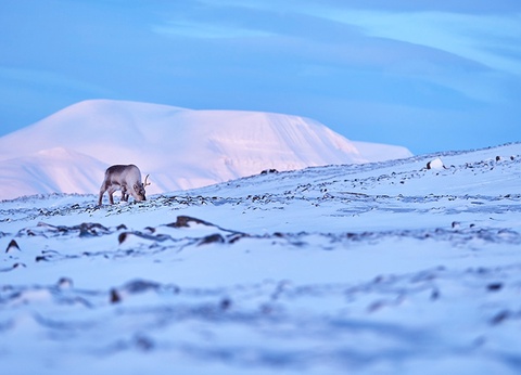 Circuit Aventure Arctique au Spitzberg - 8