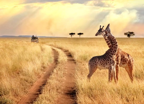 Combiné hôtel Club Jumbo Reef et Beach Resort 4* et Safari 2 nuits - 4