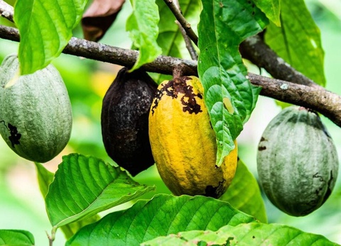 Road Trip Le Costa Rica en famille - 5