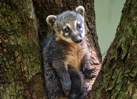 Circuit Brésil, Entre Samba et Caïpirinha - 5