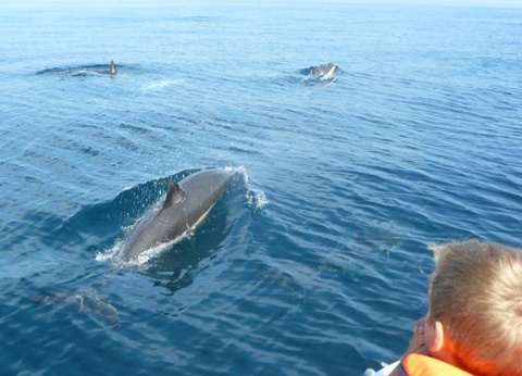 Flower Camping le Kergariou, 3* - 70