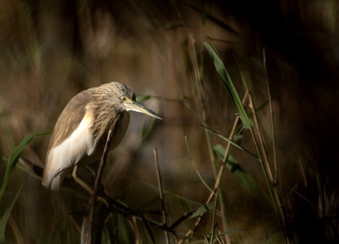 Circuit Sénégal, au coeur d'une nature intense (maximum 6 participants) *** - 11