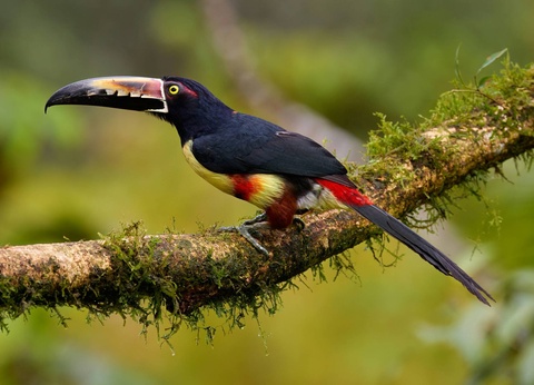 Circuit Aventures aux pays des Ticos - 11