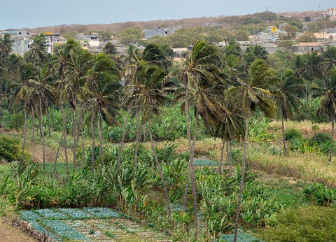 Circuit Santiago, île nature et culture du Cap-Vert 3* - 9