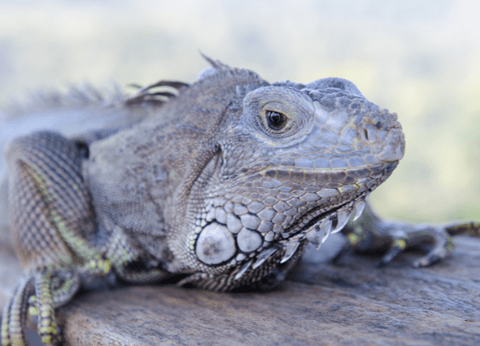 Circuit Joyaux de Bali et Munduk - 11