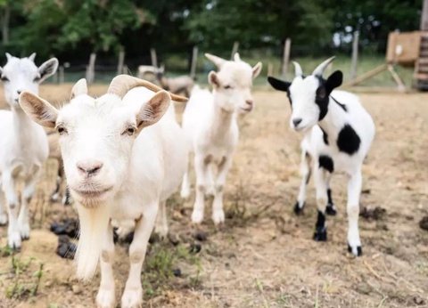 Camping Les Lacs d'Armagnac, 4* - 11