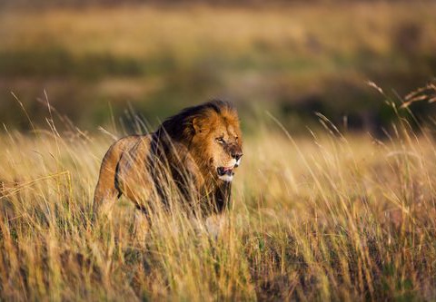 Circuit Merveilles du Kenya Mara - 17