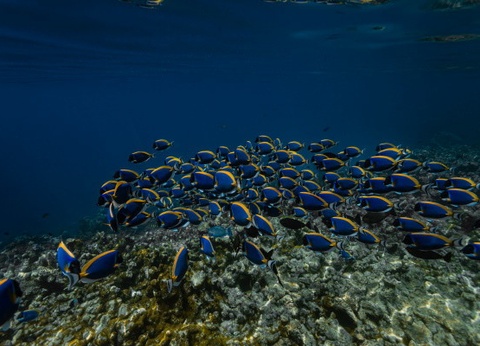 Hôtel Cinnamon Dhonveli Maldives 4* - 29