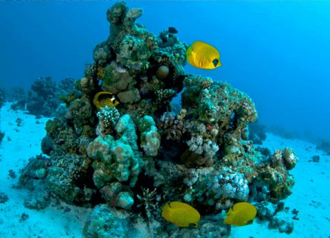 Croisière Des Mystères du Nil en Dahabeya à la Mer Rouge 5* - 41