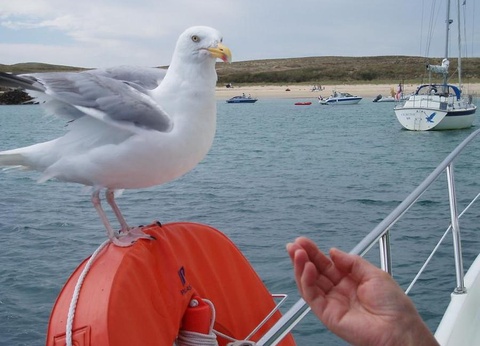 Camping Les Mouettes, 3* - 39