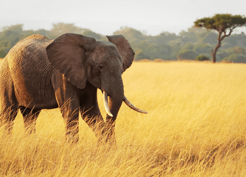 Circuit Lumières de la Savane Africaine - 16