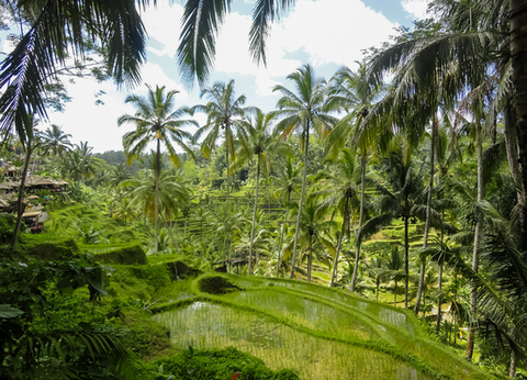 Combiné De Hong Kong à la Jungle de Bali - 18