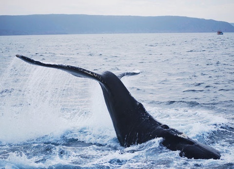 Circuit Tout l'Est Canadien, de l'Ontario à la Gaspésie - 20